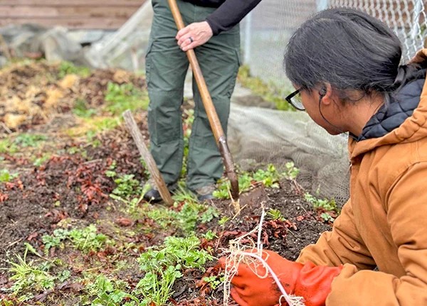 Two people working in a garden