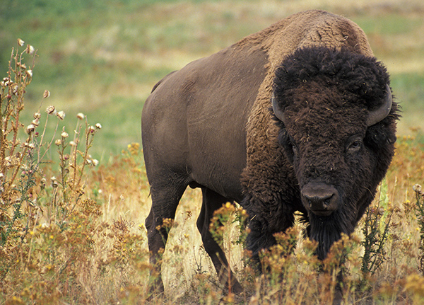Buffalo on a prairie