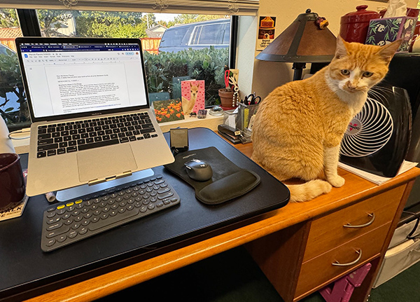 A cat sitting on a desk next to a laptop