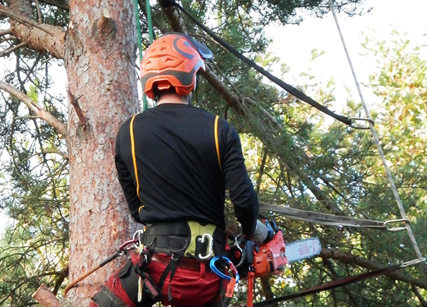 Tree trimmer in a tree