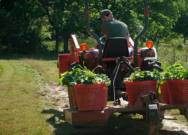 Man driving a lawn mower with two large potted plants on the back