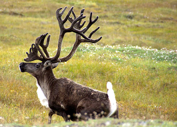 Alaskan caribou in a field