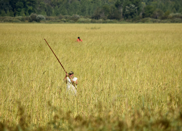 Man working in wild rice fields