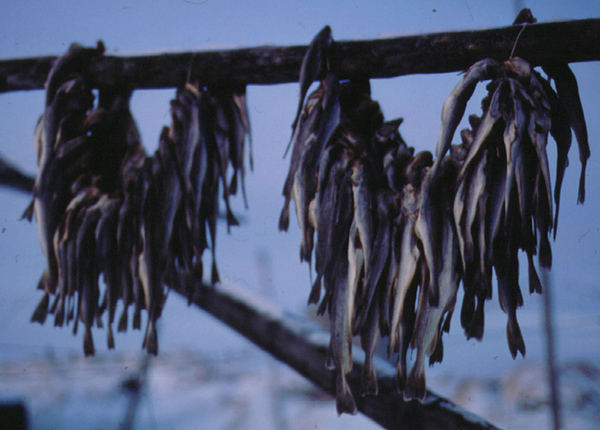 Fish strung out on lines