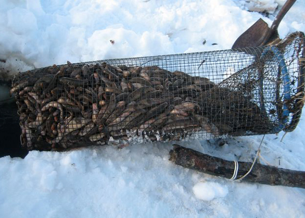 A net full of small fish
