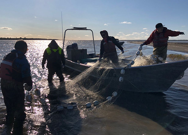 Four people seining under the summer sun
