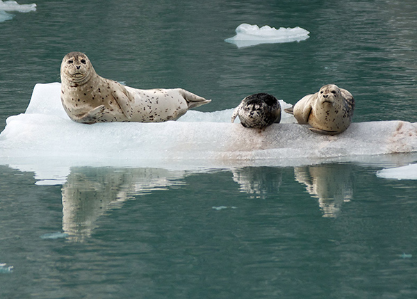 Three seals on a floating piece of ice